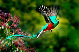 A colorful bird flying in the sky

Description automatically generated